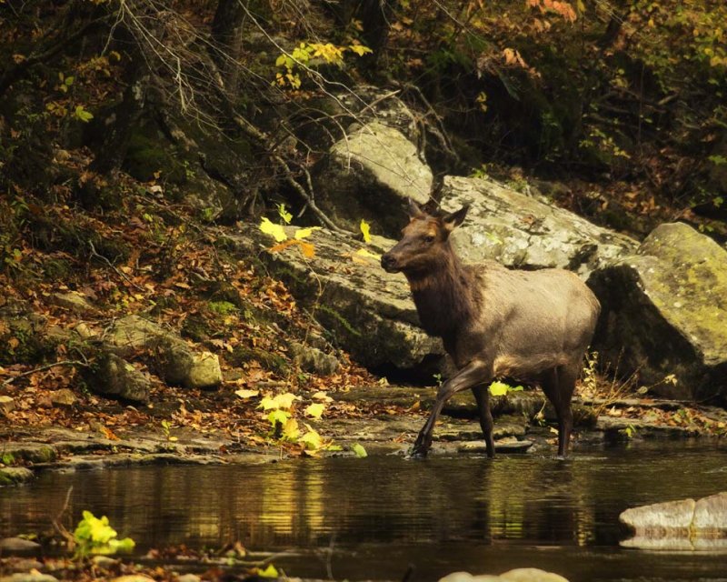 Cow Elk in Buffalo National River