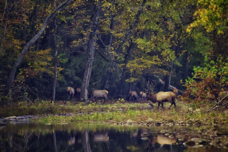 Elk Crossing of Buffalo National River