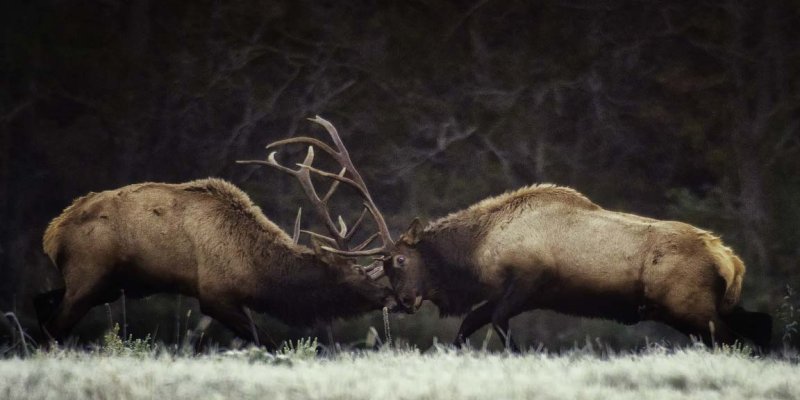 Bull Elk Fight, Second in 8 Days
