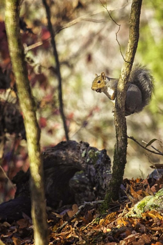 Gray Squirrel with Acorn