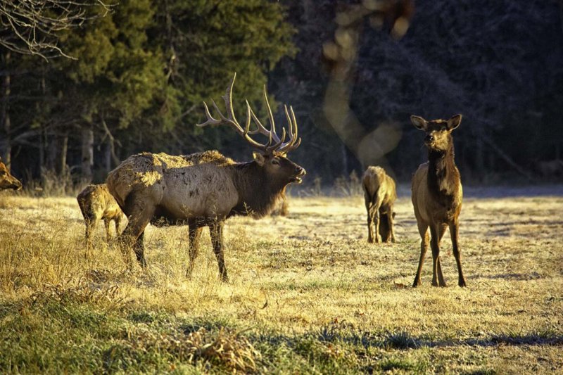 Boxley Stud and Cow Elk 