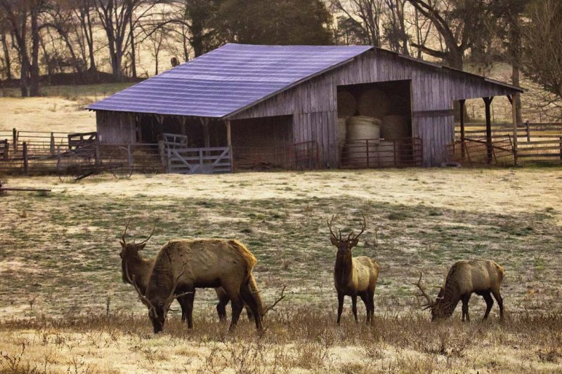 Bachelor Bull Herd 2012