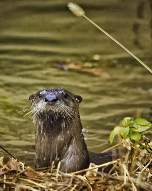 River Otter in November