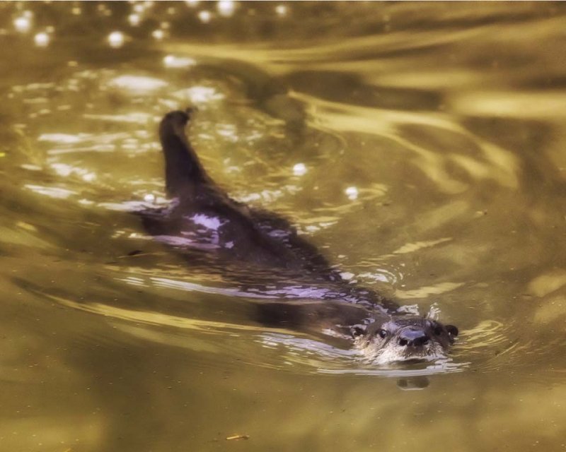 Floating River Otter