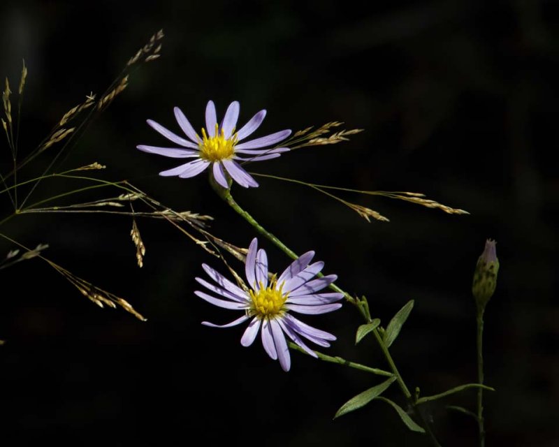 Woodland Aster in Filtered Light