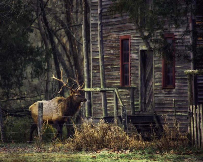 Bull Elk by Old Boxley Grain Mill