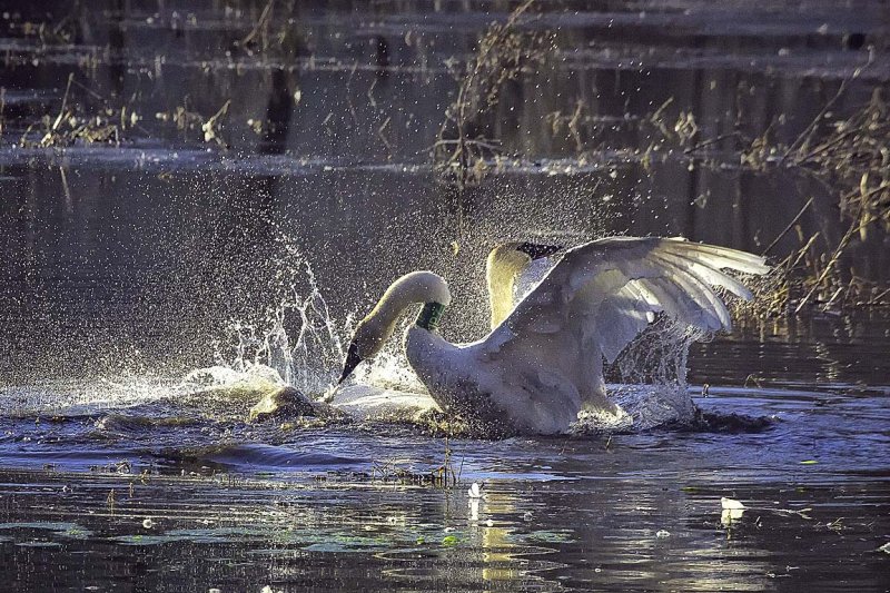 Swan Fight in Boxley Mill Pond