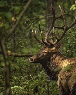 Satellite Bull Hiding in the Woods