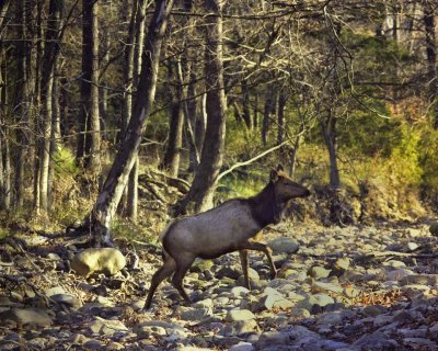 Cow Elk Crossing the Buffalo in November