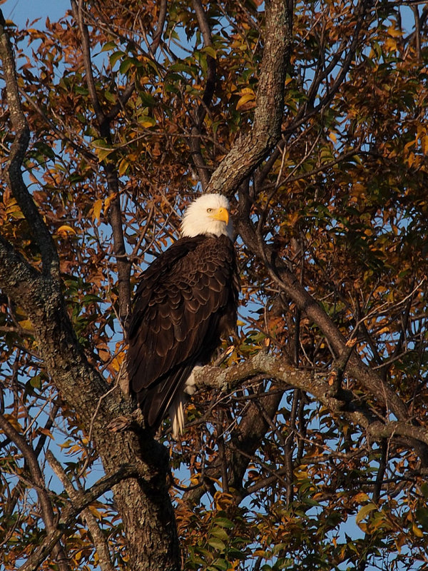 PB281821 - Llano Eagle 2012.jpg