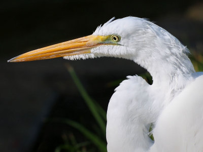 PB011311 - Great Snowy Egret.jpg