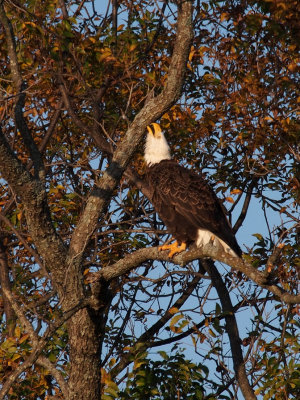 PB281802 - Llano Eagle 2012.jpg