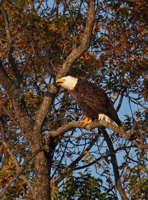 PB281803 - Llano Eagle 2012.jpg