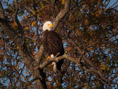 PB281835 - Llano Eagle 2012.jpg