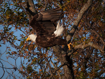 PB281851 - Llano Eagle 2012.jpg