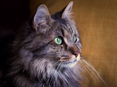 P3227871 - Old -- But Handsome.jpg