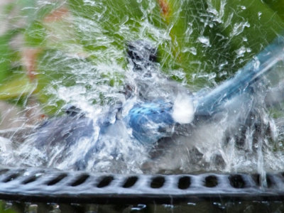 P4143662 - Blue Jay Bath.jpg
