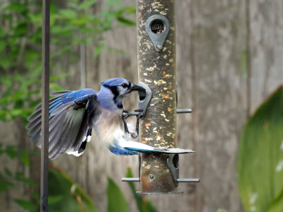 P4163910 - Breakfast Gymnastics.jpg