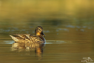 Mallard