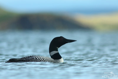 Great northern diver