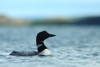 Great northern diver