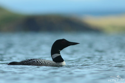 Great northern diver