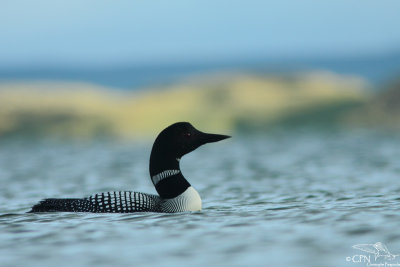 Great northern diver