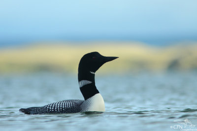 Great northern diver