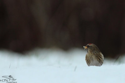 Mealy redpoll