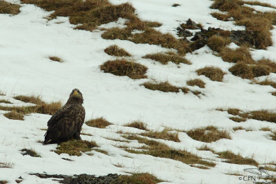 White-tailed eagle