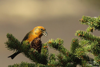 Red crossbill*