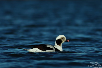 Long-tailed duck