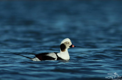 Long-tailed duck