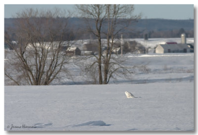 Harfang des neiges