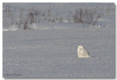 Harfang des neiges