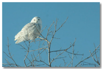 Harfang des Neiges