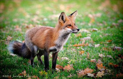 Jeune renard roux craintif / Young Red Fox Apprehensive
