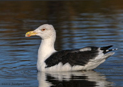 Goland marin / Great Black-backed Gull