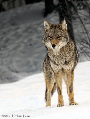Coyote (animal en captivit)