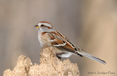 Bruant hudsonien / American Tree Sparrow