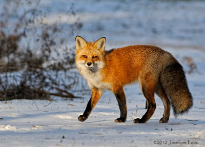 Renard roux / Red Fox