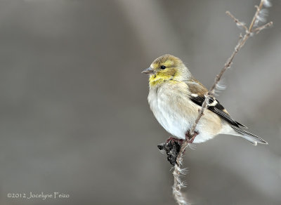 Chardonneret jaune / American Goldfinch