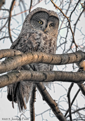 Chouette lapone / Great Gray Owl