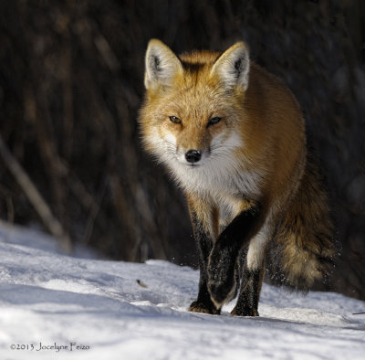 Renard roux / Red Fox