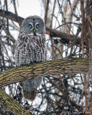 Chouette lapone / Great Gray Owl