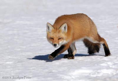 Renard roux  la chasse / Hunting Red Fox