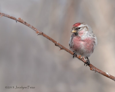 Sizerin flamm / Common Redpoll