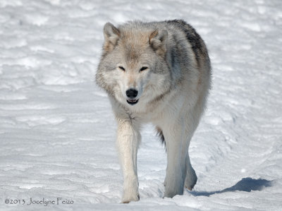 Loup gris / Gray Wolf