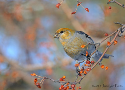 Durbec des sapins / Pine Grosbeak