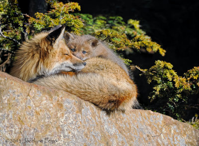 Renarde et renardeau / Female Red Fox and Kit